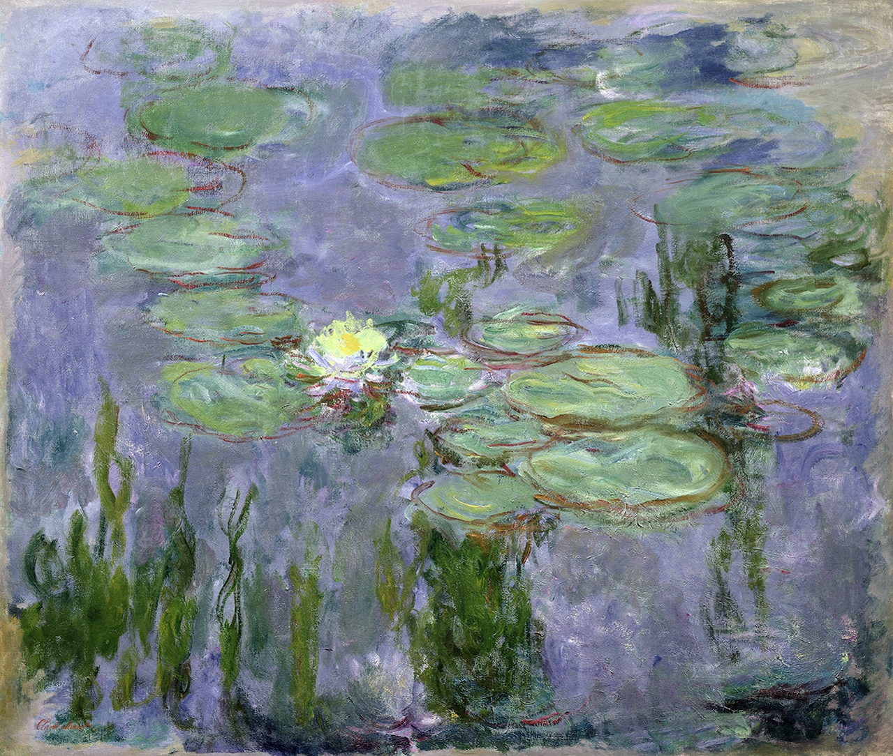 water lilies